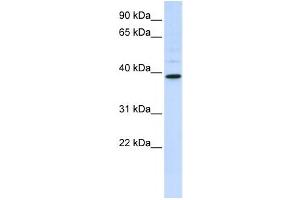 Western Blotting (WB) image for anti-Chitinase, Acidic (CHIA) antibody (ABIN2458671) (CHIA antibody)