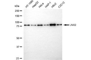 anti-Ligand of Numb-Protein X 2 (LNX2) antibody
