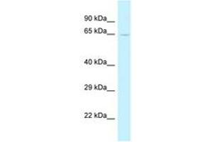 Image no. 1 for anti-tRNA Methyltransferase 5 (TRMT5) (AA 256-305) antibody (ABIN6747664) (TRMT5 antibody  (AA 256-305))