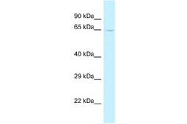 TRMT5 antibody  (AA 256-305)