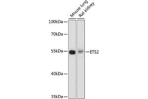 Western blot analysis of extracts of various cell lines using ETS2 Polyclonal Antibody at dilution of 1:1000. (ETS2 antibody)