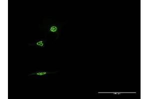 Immunofluorescence (IF) image for anti-Nuclear Receptor Subfamily 1, Group D, Member 1 (NR1D1) (AA 233-322) antibody (ABIN523055)