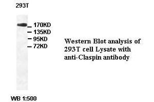 Image no. 1 for anti-Claspin (CLSPN) antibody (ABIN791213) (Claspin antibody)