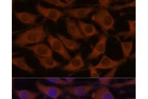 Immunofluorescence analysis of L929 cells using CREB3 Polyclonal Antibody at dilution of 1:100. (CREB3 antibody)