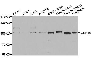Western blot analysis of extracts of various cell lines, using USP16 antibody. (USP16 antibody  (AA 1-280))