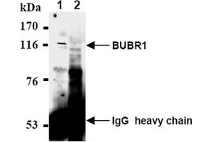 Western Blotting (WB) image for anti-Budding Uninhibited By Benzimidazoles 1 Homolog beta (Yeast) (BUB1B) antibody (ABIN567606) (BUB1B antibody)