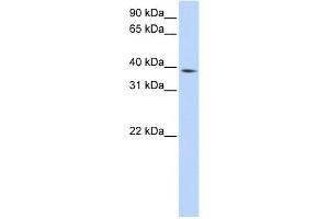 WB Suggested Anti-NCF4 Antibody Titration:  0. (NCF4 antibody  (Middle Region))