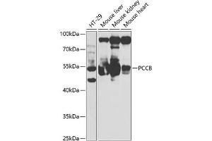 Western blot analysis of extracts of various cell lines, using PCCB antibody (ABIN6133145, ABIN6145281, ABIN6145282 and ABIN6221066) at 1:1000 dilution. (PCCB antibody  (AA 260-539))