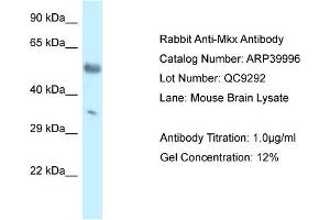 WB Suggested Anti-Mkx Antibody Titration: 1. (MKX antibody  (C-Term))