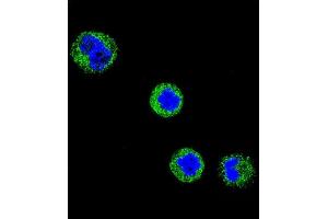 Confocal immunofluorescent analysis of CD1E Antibody (Center) (ABIN653900 and ABIN2843142) with MDA-M cell followed by Alexa Fluor 488-conjugated goat anti-rabbit lgG (green). (CD1e antibody  (AA 184-212))