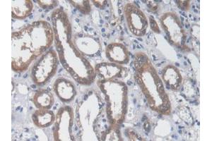 IHC-P analysis of Human Kidney Tissue, with DAB staining. (GOT1 antibody  (AA 1-413))
