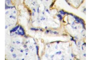 Immunohistochemistry analyzes of Casein Kinase Iε antibody in paraffin-embedded human placenta tissue. (CK1 epsilon antibody)