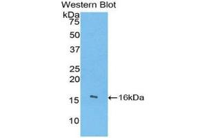 Western Blotting (WB) image for anti-Angiogenin (ANG) (AA 24-148) antibody (ABIN1077686) (ANG antibody  (AA 24-148))