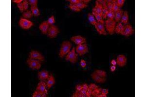 Immunofluorescence (IF) image for anti-Basigin (Ok Blood Group) (BSG) antibody (Alexa Fluor 647) (ABIN2657637) (CD147 antibody  (Alexa Fluor 647))
