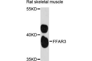 Western blot analysis of extracts of rat skeletal muscle, using FFAR3 antibody (ABIN6291649) at 1:3000 dilution.