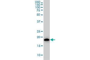 ARF5 antibody  (AA 81-180)