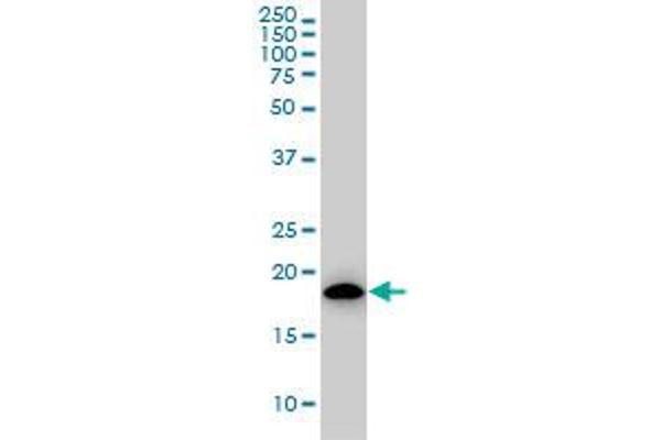 ARF5 antibody  (AA 81-180)