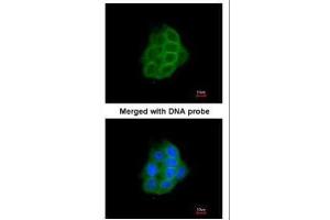 ICC/IF Image Immunofluorescence analysis of paraformaldehyde-fixed A431, using Protocadherin-1, antibody at 1:200 dilution. (Protocadherin 1 antibody)
