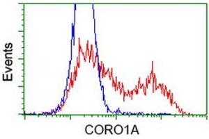 Image no. 5 for anti-Coronin, Actin Binding Protein, 1A (CORO1A) antibody (ABIN1497574) (Coronin 1a antibody)