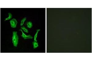 Immunofluorescence (IF) image for anti-G Protein-Coupled Receptor 133 (GPR133) (AA 461-510) antibody (ABIN2890844) (G Protein-Coupled Receptor 133 antibody  (AA 461-510))
