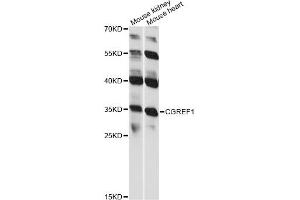Western blot analysis of extracts of various cell lines, using CGREF1 antibody (ABIN6292871) at 1:1000 dilution.
