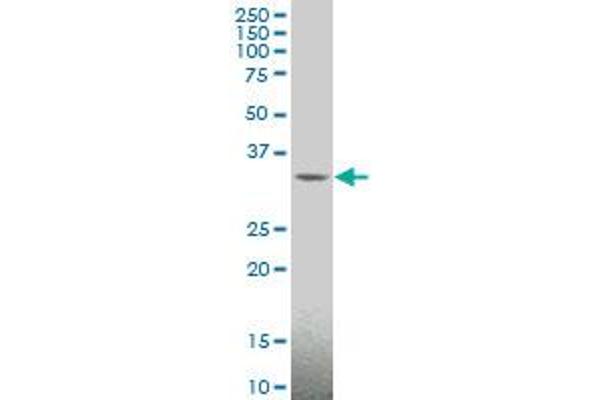 MAGEA4 antibody  (AA 98-171)