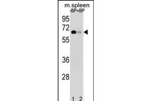 Western blot analysis of ASB3 Antibody (N-term) Pab (ABIN1539061 and ABIN2848449) pre-incubated without(lane 1) and with(lane 2) blocking peptide in mouse spleen tissue lysate. (ASB3 antibody  (N-Term))