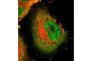 Immunofluorescent staining of U-251 MG with USP5 polyclonal antibody  (Green) shows positivity in cytoplasm and nucleus but excluded from the nucleoli.