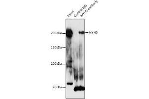 Immunoprecipitation analysis of 300 μg extracts of HeLa cells using 3 μg MYH9 antibody (ABIN1513234, ABIN3020656, ABIN3020657 and ABIN6213646). (Myosin 9 antibody  (AA 1711-1960))