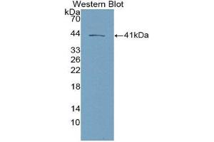 Western Blotting (WB) image for anti-Tachykinin 3 (TAC3) (AA 29-101) antibody (ABIN2118537) (Tachykinin 3 antibody  (AA 29-101))