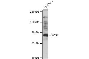 Western blot analysis of extracts of U-87MG cells, using SVOP antibody (ABIN7270664) at 1:1000 dilution. (SVOP antibody  (AA 1-80))