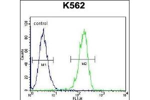 CPSF7 Antibody (C-term) (ABIN656085 and ABIN2845431) flow cytometric analysis of K562 cells (right histogram) compared to a negative control cell (left histogram). (CPSF7 antibody  (C-Term))