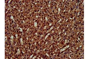 IHC image of ABIN7162805 diluted at 1:300 and staining in paraffin-embedded human adrenal gland tissue performed on a Leica BondTM system. (PPIE antibody  (AA 86-141))