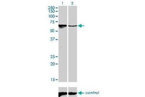Western blot analysis of ARID3A over-expressed 293 cell line, cotransfected with ARID3A Validated Chimera RNAi (Lane 2) or non-transfected control (Lane 1).