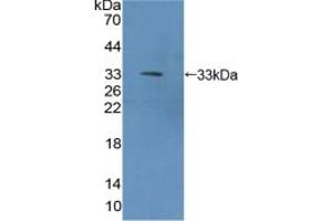 Western blot analysis of recombinant Mouse METRN. (METRN antibody  (AA 22-291))