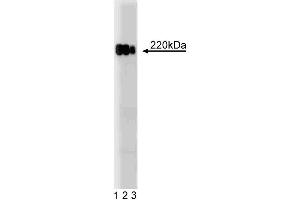 Western blot analysis of ZO-1 on a HeLa cell lysate.