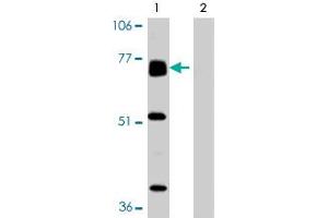 Western blot analysis of BACE2 expression in human heart tissue in the absence (Lane 1) and presence (Lane 2) of blocking peptide in BACE2 polyclonal antibody. (BACE2 antibody  (AA 496-511))