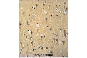 WDR73 Antibody (N-term) (ABIN651490 and ABIN2840265) immunohistochemistry analysis in formalin fixed and paraffin embedded human brain tissue followed by peroxidase conjugation of the secondary antibody and DAB staining. (WDR73 antibody  (N-Term))