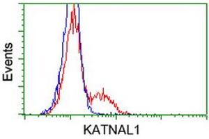 HEK293T cells transfected with either RC200828 overexpress plasmid (Red) or empty vector control plasmid (Blue) were immunostained by anti-KATNAL1 antibody (ABIN2454173), and then analyzed by flow cytometry. (KATNAL1 antibody)