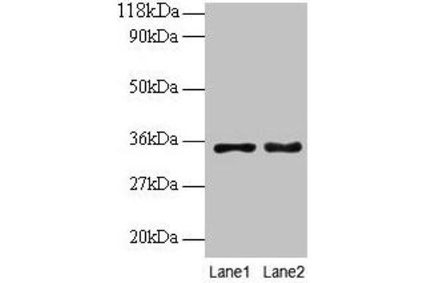 PTDSS1 antibody  (AA 1-35)