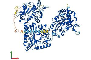 AlphaFold protein structure predicition of Human Recombinant NDST4 Protein, UniprotID Q9H3R1