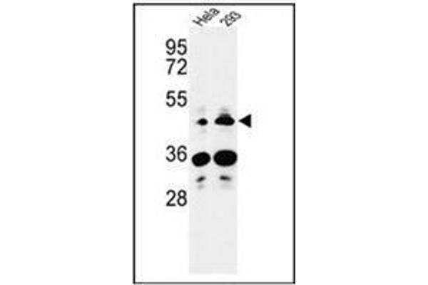 HS3ST2 antibody  (C-Term)