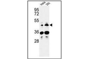 Western blot analysis of HS3ST2 Antibody (C-term) Cat. (HS3ST2 antibody  (C-Term))