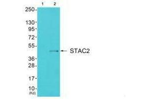 Western blot analysis of extracts from cos-7 cells (Lane 2), using STAC2 antiobdy. (STAC2 antibody)