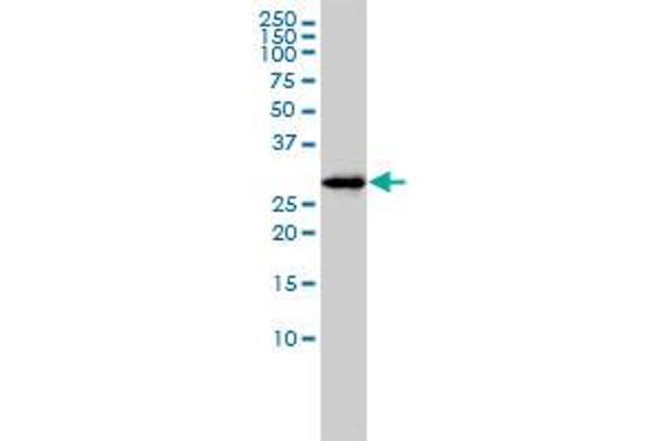 FAM84A antibody  (AA 1-292)