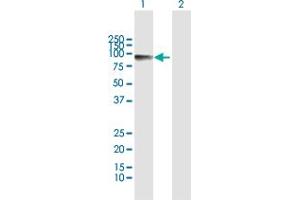 Western Blot analysis of CALD1 expression in transfected 293T cell line by CALD1 MaxPab polyclonal antibody. (Caldesmon antibody  (AA 1-538))