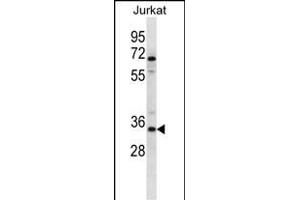 OR2G3 Antibody (C-term) (ABIN657191 and ABIN2846314) western blot analysis in Jurkat cell line lysates (35 μg/lane).