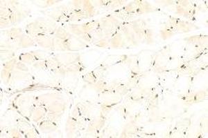 Immunohistochemistry analysis of paraffin-embedded mouse muscle using CSL (ABIN7073486) at dilution of 1: 500 (CSHL1 antibody)