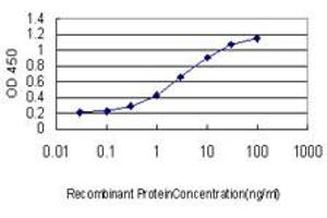 Detection limit for recombinant GST tagged HEYL is approximately 0. (HEYL antibody  (AA 221-327))