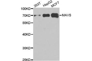 Western blot analysis of extracts of various cell lines, using MAVS antibody. (MAVS antibody)